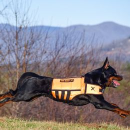 Gonzzo  - Rottweiler