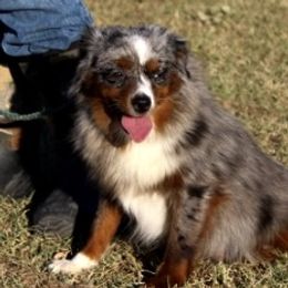 Shelia - Toy Australian Shepherd