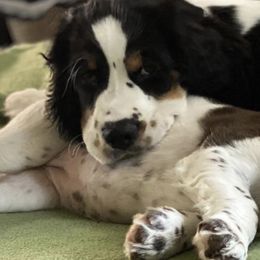 English Springer Spaniels from Vicky Jensen