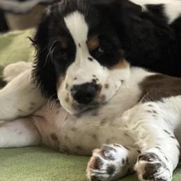 English Springer Spaniels from Vicky Jensen