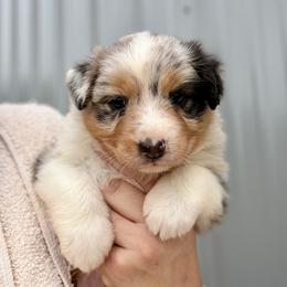 Pebbles - Blue merle female Australian Shepherd puppy in Ashland, Ohio from SS Australian Shepherds