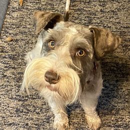 Maile - Miniature Schnauzer