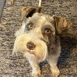 Maile - Miniature Schnauzer