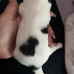 Boy 1 - White and black male Japanese Chin puppy in Connecticut from Lissette's pups chins and bullies