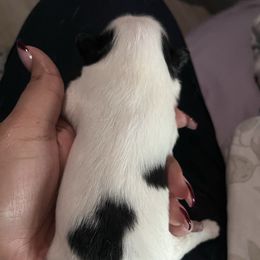 Boy 1 - White and black male Japanese Chin puppy in Connecticut from Lissette's pups chins and bullies