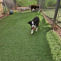 Dawn - Black tri female Toy Australian Shepherd puppy in Snowflake, Arizona from Halfpint Aussies