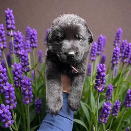 Orion - Black male German Shepherd puppy in Oakland, Oregon from VHM German Shepherds