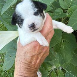 Ace - Black and white male Chihuahua puppy in Amity, Pennsylvania from Rhoda and Verna