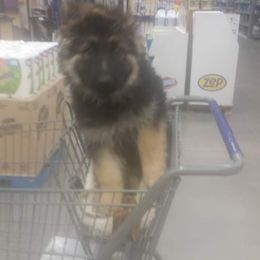 German Shepherd Puppies from Celtic Rose German Shepherds
