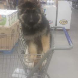 German Shepherd Puppies from Celtic Rose German Shepherds