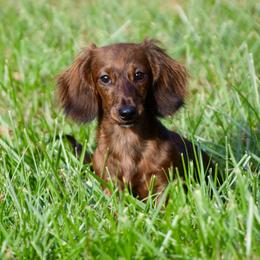 Penny - Dachshund
