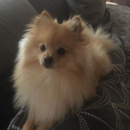 Pomeranians from RoseCedar Pomeranians