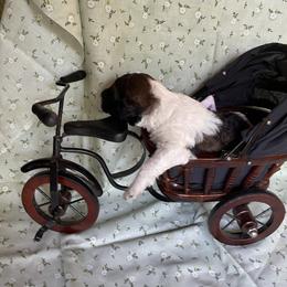 Poodle Puppies from Foxfire Hollow Standard Poodles