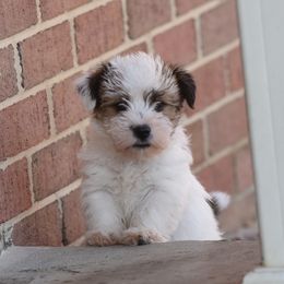 Pia Boy 1 - White and tan male Russell Terrier puppy in Middletown, Virginia from DBF Russell Terriers