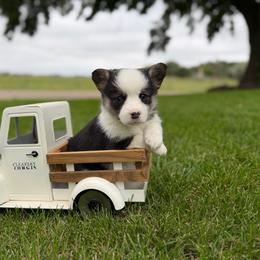 Breve - Black and tan female Pembroke Welsh Corgi puppy in Rose, Nebraska from Clearsky Corgis