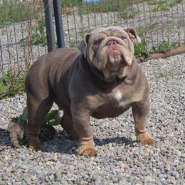 Maddie - Bulldog
