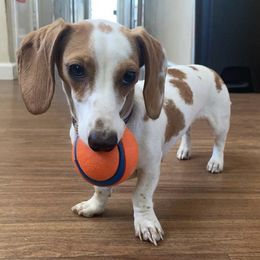 Dachshunds from Royalty Weenies
