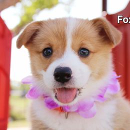 Girl 2 - Pembroke Welsh Corgi puppy in Lavon, Texas from Fox and Spots