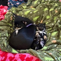 Nelly - Chihuahua