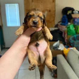 Male 1 - Sable male Dachshund puppy in Houma, Louisiana from Portier’s Mini Dachshunds