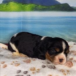 Jake - Tri-color male Cavalier King Charles Spaniel puppy in Marshfield, Missouri from Clearview Kennels