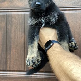 German Shepherd Puppies from Cave Canem German Shepherds