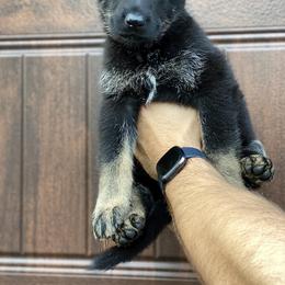 German Shepherd Puppies from Cave Canem German Shepherds