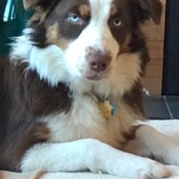 Australian Shepherds from Greywood Farm Aussies