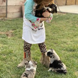 Toy Australian Shepherd Puppies from Roses Halfpint Ranch
