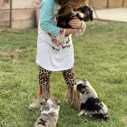Toy Australian Shepherd Puppies from Roses Halfpint Ranch