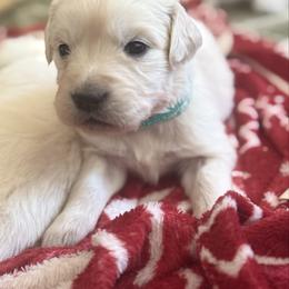 Catalina - Light golden female Golden Retriever puppy in Watkins, Colorado from Brightside Goldens