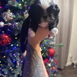 Buddy - Black and white male Shih Tzu puppy in Live Oak, California from Irma's Shih Tzus