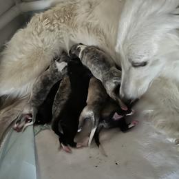 Silken Windhound Puppies from Luminous Silken Windhounds