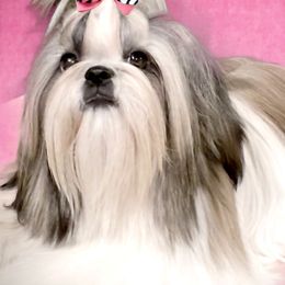 Shih Tzus from Red Barn Shih Tzu