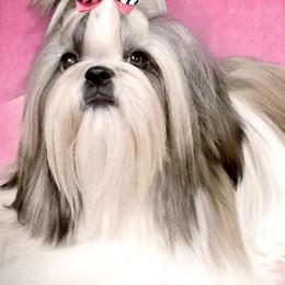 Shih Tzus from Red Barn Shih Tzu