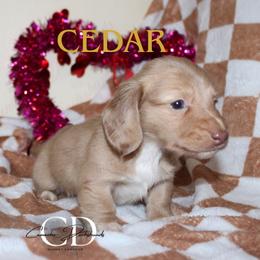 Cedar - Dapple male Dachshund puppy in Huntington, Texas from Camacho_Dachshunds