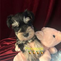 (Pineapple ) Male 2 - Black and silver male Miniature Schnauzer puppy in Granville, Ohio from Shull Mini Schnauzers