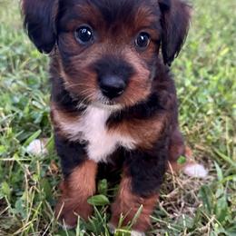 Girl 3 - Red phantom female Aussiedoodle puppy in Hillsboro, Illinois from Perfect Paws Puppies