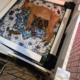 . - Red male Irish Terrier puppy in Vancouver, Washington from Geordan Irish Terriers