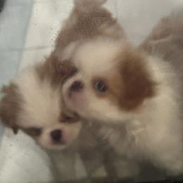 Japanese Chin Puppies from CindyLynnsChins