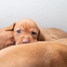 German Shorthaired Pointer and Vizsla Puppies from Nosam Kennels