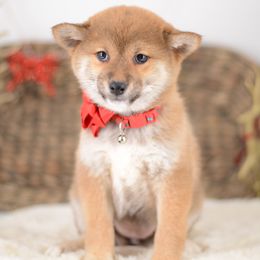 Marika ❤️ Red Girl - Red female Shiba Inu puppy in Neosho, Missouri from Sunny Terrace Shibas