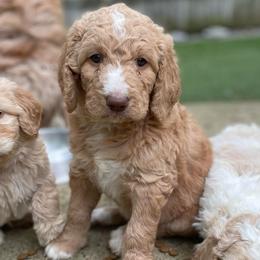 Henry - Apricot male Goldendoodle puppy in Stafford, Virginia from Morris Doodles Virginia