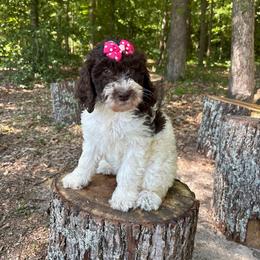 Koch - Chocolate female Goldendoodle puppy in Camden, North Carolina from Oopsie Doodles of NC