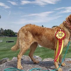 Chesapeake Bay Retrievers from Wildhorse Kennel