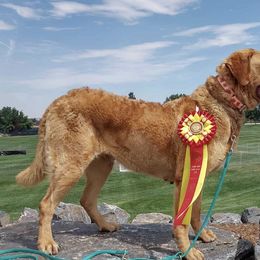 Chesapeake Bay Retrievers from Wildhorse Kennel