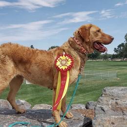 Chesapeake Bay Retrievers from Wildhorse Kennel
