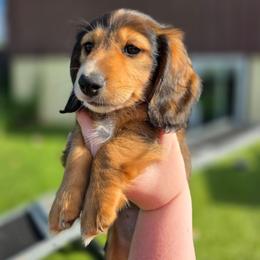 Gnocchi - Red female Dachshund puppy in Lewiston, Idaho from Farmhouse Dachshunds
