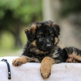 Boy 3 - Black and red German Shepherd puppy in Plumas Lake, California from Zwinger Vom Greifjäger
