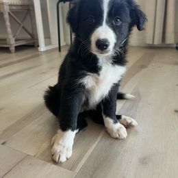 Gray Collar - Black and white female Border Collie puppy in Florida from DAKOZEN